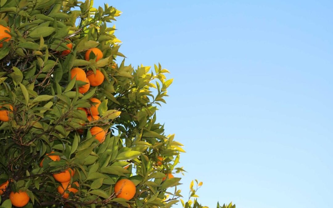 Nulla qui officiis laborum voluptate exercitationem